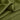 Gabriel-Forest Green